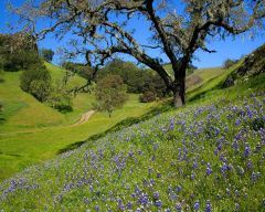 Tapeta Nature Flowers 637.jpg